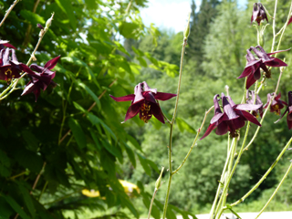 Aquilegia atrata